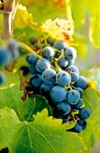 blaue Weintrauben am Rebstock, Provence