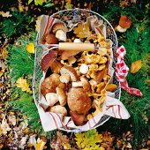 Vielfalt frisch gesammelter Pilze im Drahtkorb zwischen Herbstlaub