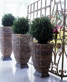Three basket pots of different sizes with buxus