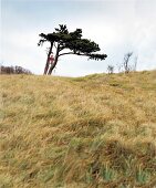 Baum im Herbst, Dünengras steife Brise, Hiddensee, Deutschland