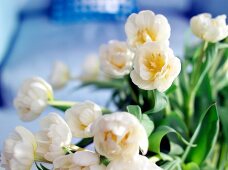 Close-up of white tulips