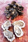 Several closed oysters behind an open oysters, close-up