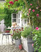 Terrace with climbing roses, iron furniture and planters with herbs
