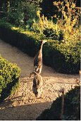 Two ducks walking on dirt road in garden