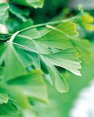 Ginkoblätter, Ginkobaum, Ginkgo, zweigeteilt, asiatischer Baum