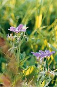 Close-up of cranesbill flowers in meadow