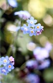 Close-up of forget-me-not flowers