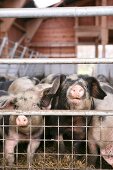 Bentheim black pied pigs in pigsty