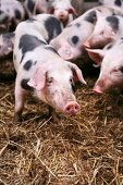 Schweine  im Stall, Bunte Bentheimer, gefleckt