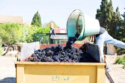Arbeiter schüttet Weintrauben auf d. Ladefläche e. Lasters, Frankreich