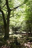 Nationalpark Kellerwald-Edersee in Hessen, Wald und Baum