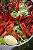Close-up of crayfish with dillsud in pot