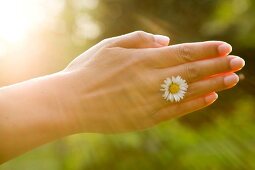 Close-up of hand with daisy in between fingers and sun rays falling on it