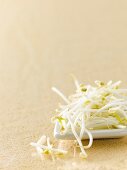 Close-up of bean sprouts on surface