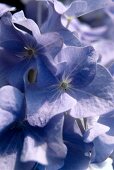 Close-up of petals of purple hydrangea