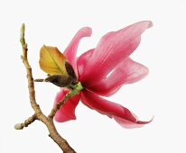 Name: Magnolia sprengeri var, 'Diva' 