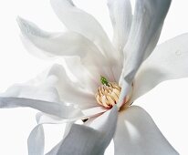 Close-up of magnolia stellata flower on white background