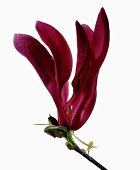 Close-up of red susan flower on white background