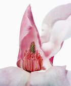 Close-up of magnolia campbellii flower on white background