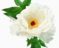 Close-up of shimane hakugan flower on white background