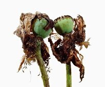 Close-up of two dried flower on white background