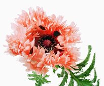 Close-up of paeonia suffruticosa on white background