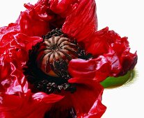 Close-up of red poppy flower on white background