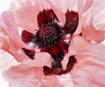 Close-up of red poppy flower on white background