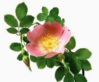 Name: Rosa hibernica Templeton 