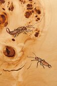 Verschiedene Insekten auf Möbel gemalt von Kerstin Englmann