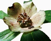 Close-up of samenstand of helleborus orientalis hybrids on white background