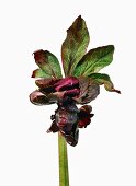 Close-up of bud of helleborus orientalis hybrids on white background