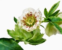 Close-up of white helleborus orientalis hybrids on white background