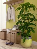 Corridor with oak wardrobe and strahlenaralie in crackle pot