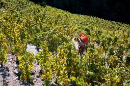 View of vineyards on steep slope at Wallis