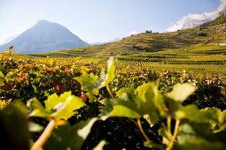 View of wine field in lower Valais, Wallis