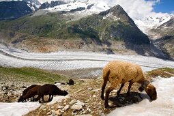 Wallis, Schafe am Aletschgletscher