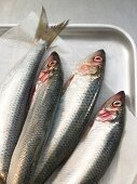 Close-up of fresh sardines