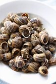 Close-up of schnorkel snails on plate