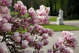 Magnolia tree with pink magnolia flowers