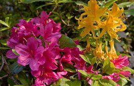 Close-up of pink and yellow azaleas