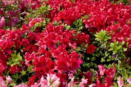 Pink azalea flower in garden