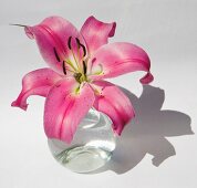 einzelne Blüte einer Lilie in einer Glasvase