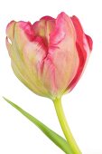 Close-up of pink parrot tulip on white background