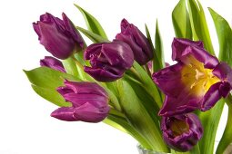 Bouquet of violet tulips on white background