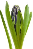 Bud of blue hyacinth with leaves on white background