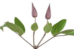 Two violet buds of clematis on white background