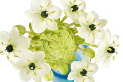 Close-up of white star shaped flowers