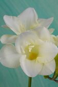 Close-up of white freesia flowers