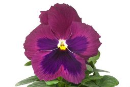 Close-up of pansies aubergine flowers on white background